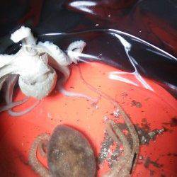 林崎漁港周辺でタコジグにてタコ絶好調です♪