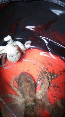 林崎漁港周辺でタコジグにてタコ絶好調です♪