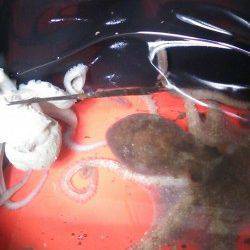 林崎漁港周辺でタコジグにてタコ絶好調です♪