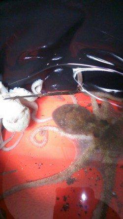 林崎漁港周辺でタコジグにてタコ絶好調です♪