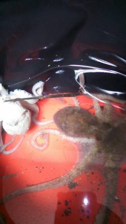 林崎漁港周辺でタコジグにてタコ絶好調です♪…