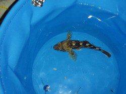 【19日】舞子にサバ狙いでしたが…