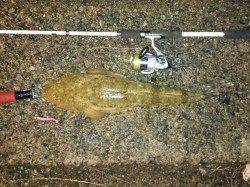 夏の風物詩、久美浜で釣れだしました！これから数釣りが楽しめます