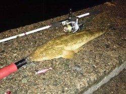 夏の風物詩、久美浜で釣れだしました！これから数釣りが楽しめます