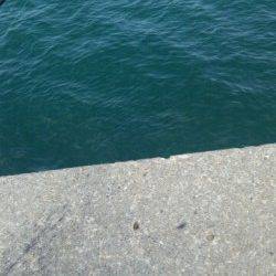 加太にてタコの釣果〜タコエギで先端部で探って釣れました♪