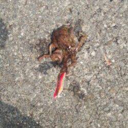 加太にてタコの釣果〜タコエギで先端部で探って釣れました♪