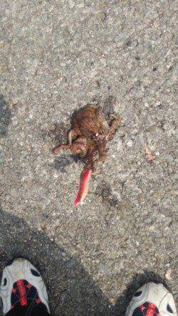 加太にてタコの釣果〜タコエギで先端部で探って釣れました♪