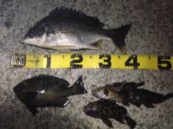 イシゴカイのウキ釣りでキビレ・グレ・ガシラ…