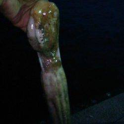 林崎漁港でgoodサイズのタコ釣果