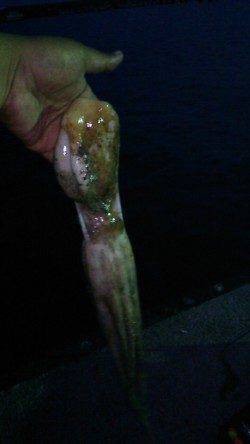 林崎漁港でgoodサイズのタコ釣果