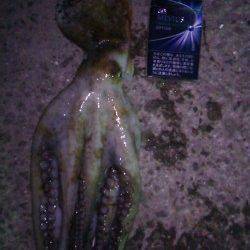 林崎漁港でgoodサイズのタコ釣果