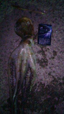 林崎漁港でgoodサイズのタコ釣果