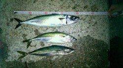 大蔵海岸ウキ釣りで2匹、引き釣りで1匹のサバ〜まだまだ狙えます！