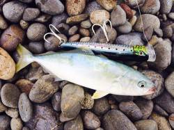 煙樹ヶ浜　シュアジグングでツバス2尾　マゴ…