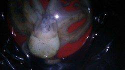 林崎漁港にてタコ釣り〜いいサイズのタコが乗ってくれました