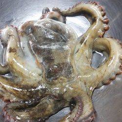 林崎漁港にてタコ釣り〜いいサイズのタコが乗ってくれました