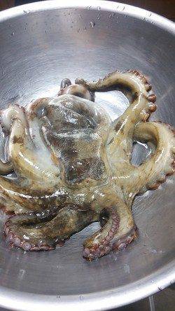 林崎漁港にてタコ釣り〜いいサイズのタコが乗ってくれました