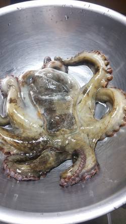 林崎漁港にてタコ釣り〜いいサイズのタコが乗…