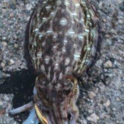 久美浜エギング〜釣れるまで粘ってとりあえずのお土産コウイカ2ハイ