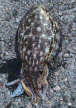 久美浜エギング〜釣れるまで粘ってとりあえずのお土産コウイカ2ハイ