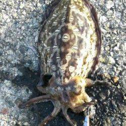 久美浜エギング〜釣れるまで粘ってとりあえずのお土産コウイカ2ハイ