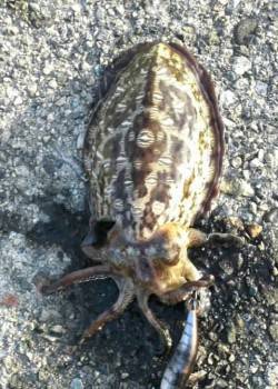 久美浜エギング〜釣れるまで粘ってとりあえず…