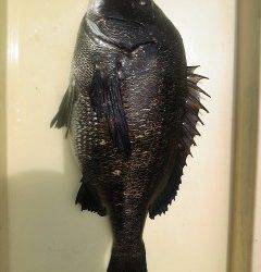 旧一文字3番にて落とし込みでチヌ48.2cmを頭に6枚！