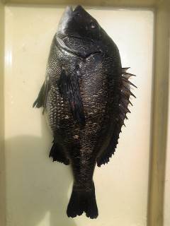 旧一文字3番にて落とし込みでチヌ48.2c…