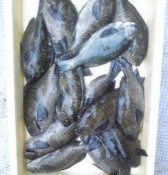 岸和田一文字　ウキ釣りでグレ＆メバル