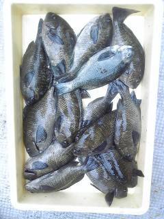 岸和田一文字　ウキ釣りでグレ＆メバル