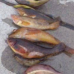 明石港　投げ＆探り釣りで、魚種多彩に楽しめる