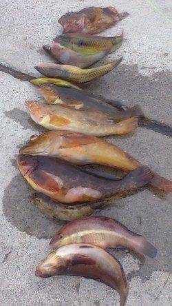 明石港　投げ＆探り釣りで、魚種多彩に楽しめる