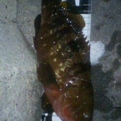 新浜漁港で投げ釣り・探り釣り　なんとアコウが釣れました！