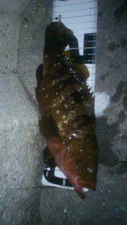 新浜漁港で投げ釣り・探り釣り　なんとアコウが釣れました！