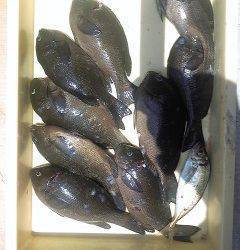 オキアミ・イシゴカイを使った浮き釣りでグレ&アジ