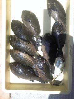 オキアミ・イシゴカイを使った浮き釣りでグレ&アジ