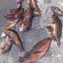 新浜漁港で投げ釣り・探り釣り　なんとアコウが釣れました！