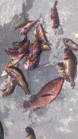 新浜漁港で投げ釣り・探り釣り　なんとアコウが釣れました！