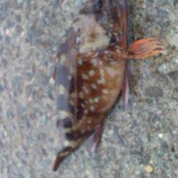 長田漁港へフカセでチヌ狙い〜ボラの大群に邪魔されガシラのみでした