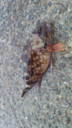 長田漁港へフカセでチヌ狙い〜ボラの大群に邪魔されガシラのみでした