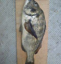 沖一文字1番にて落とし込みでチヌ52cm