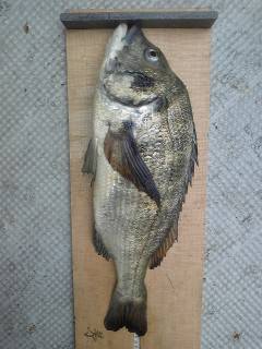 沖一文字1番にて落とし込みでチヌ52cm