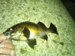 舞子でメバリング〜テトラ際を打ってメバル９…