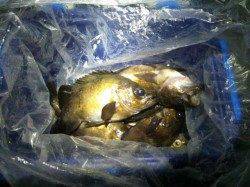 舞子でメバリング〜テトラ際を打ってメバル９匹