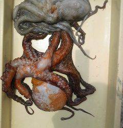 岸和田一文字　タコ釣りの季節始まってます