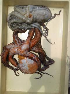 岸和田一文字　タコ釣りの季節始まってます