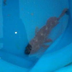 長田漁港で初めてのダンゴ釣り