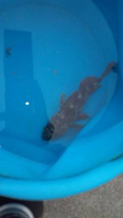 長田漁港で初めてのダンゴ釣り