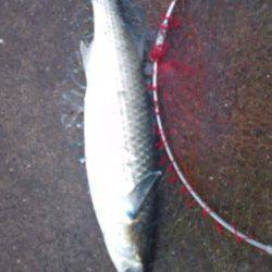 長田漁港で初めてのダンゴ釣り