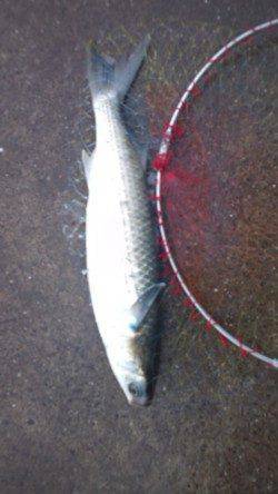 長田漁港で初めてのダンゴ釣り